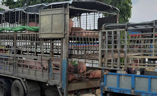 Xe tải chở lợn nhiễm virus dịch tả lợn châu Phi từ Bắc Ninh ngang nhiên dừng bán ở Qu